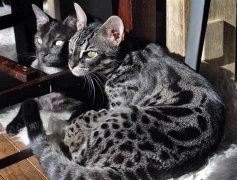 This more than adorable female has black rosettes tattooed on her beautiful. Black charcoal bengal (With images) | Bengal cat, Black ...