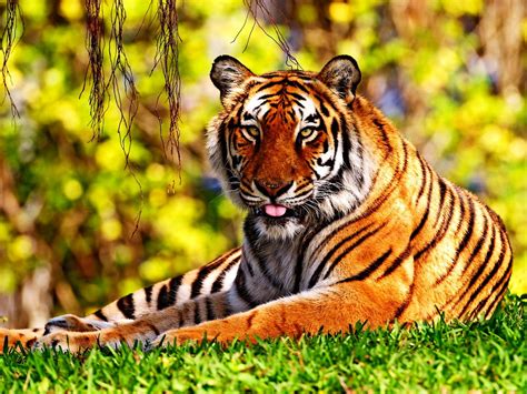 100 Tiger Backgrounds Hd Download Free Wallpapers