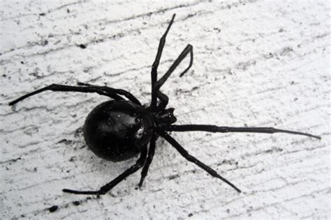 Door To Nature Northern Black Widow Spider Door County Pulse