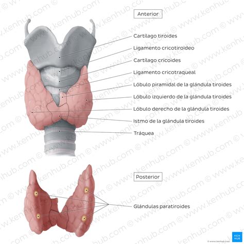 Glándula Tiroides Anatomía Hístologia Hormonas Kenhub