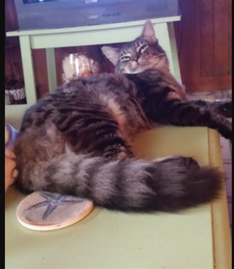Upon adopting her i was specifically warned by the foster home not to let her near any windows in october or on any friday the 13th. Lost Cat, Longhaired Gray Tabby Maine Coon Cat near N.C ...