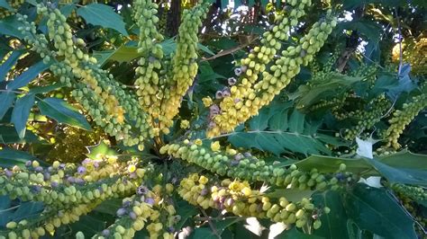 Its bright yellow flowers are very heat tolerant and drought tolerant once established. life between the flowers : Evergreen Winter yellow ...