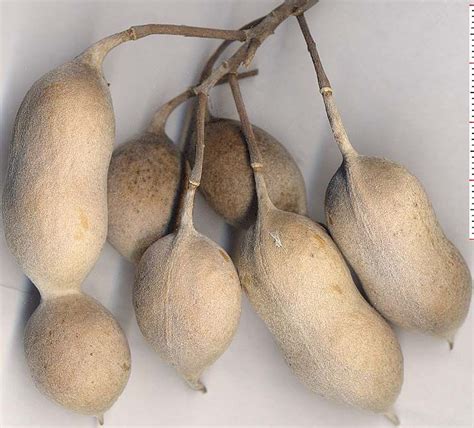 1003 Best Seeds And Pods Images On Pinterest