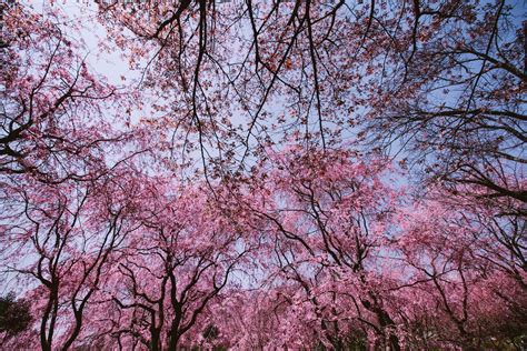 3840x2560 Beautiful Flowers Cherry Blossom Japan Pink 4k Wallpaper