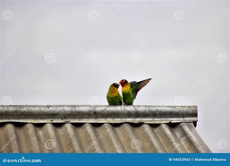 Parakeets Are Kissing Royalty Free Stock Photo