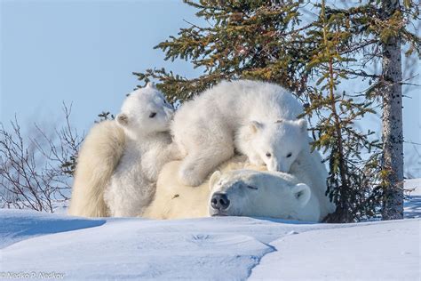 Tweens Baby Animals Polar Bear Animals