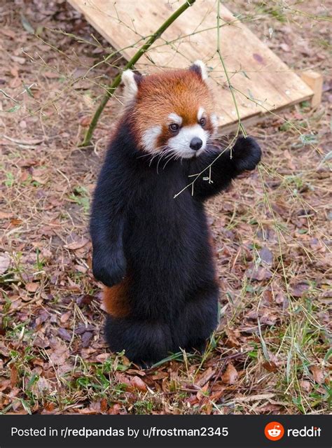 Psbattle Red Panda With Its Arm Up Rphotoshopbattles