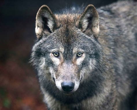 Back Into The Wild Is It Time For Wolf Packs To Roam The Highlands
