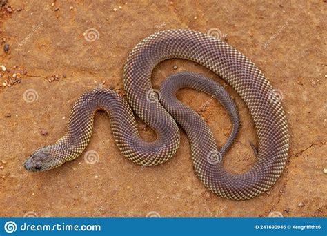 Mulga Or King Brown Snake Stock Photo Image Of Wildlife 241690946