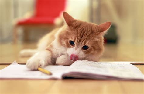 The Homework Cat Kent Flickr