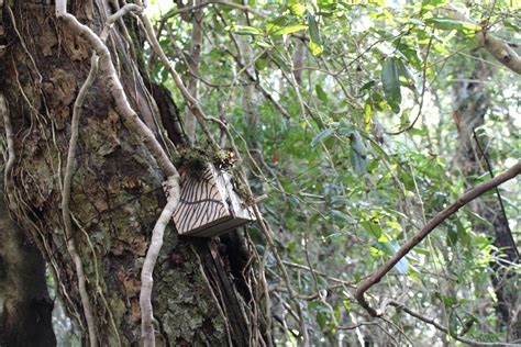 Liberaron Dos Monitos Del Monte Encontrados En Tomé Soychilecl