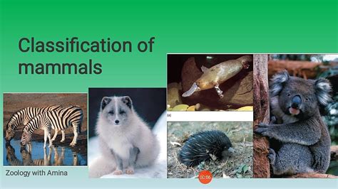 Classification Of Mammals Quality Educational Material Kid Ease
