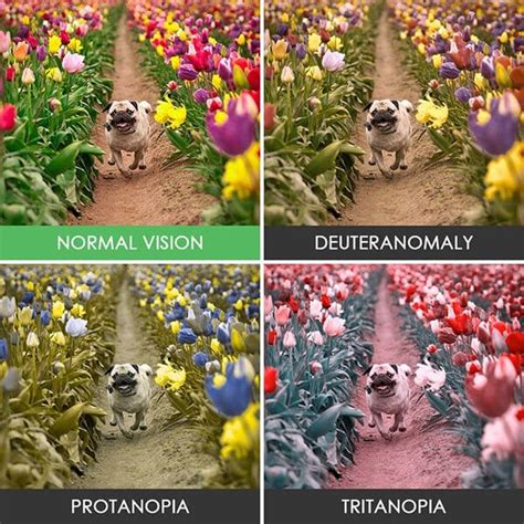 These Photos Show What It Looks Like To Be Colorblind Freeyork