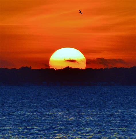 Big Sun With Seagull Delmarva Sunset Photograph By Billy Beck Fine