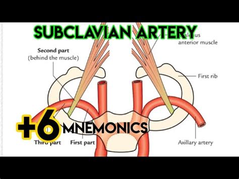 Subclavian Artery Anatomy Subclavian Artery Branches Subclavian Artery Mnemonics Youtube