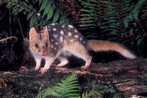 Animals In Australian Rainforests