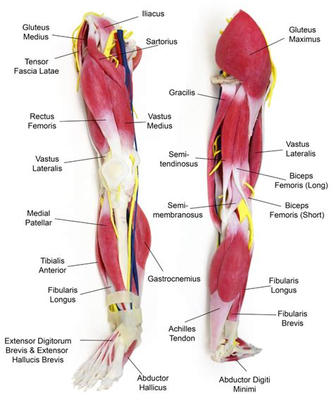 Anatomy Leg X