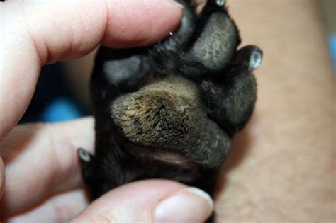Treating Paw Pad Hyperkeratosis In Dogs Happiest Dog