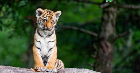 Además, cuáles son sus características, alimentación y más. Le tigre, un animal menacé - Geo.fr
