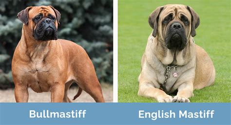 Bullmastiff Vs English Mastiff The Differences With Pictures Hepper