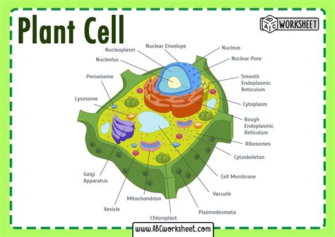 Definition Of A Plant Cell Definition Hwk