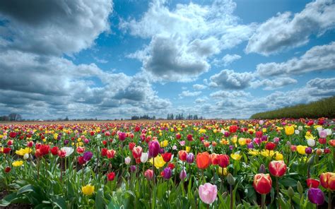 Tulips Scenery Wallpaper 2560x1600 32334