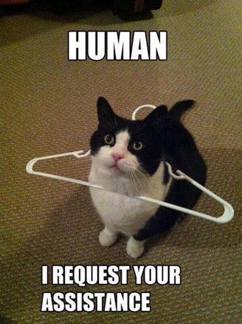 A Little Help Please Make Me Laugh Funny Cat Pictures Funny