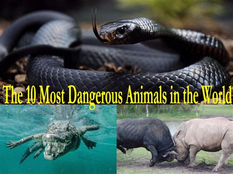 Top 151 Ten Most Dangerous Animals