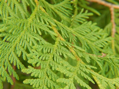 Best Value For High Quality The Style Of Your Life Seed Thuja White