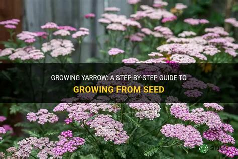 Growing Yarrow A Step By Step Guide To Growing From Seed Shuncy