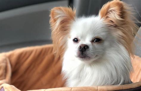 Pomchi Amazing Facts About Pomeranian Chihuahua Mix Dogs In 2022