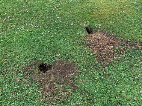 Small Holes In Lawn Overnight Uk A Pictures Of Hole 2018