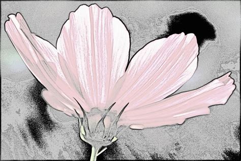 Pink Cosmos Flower Line Drawing Free Stock Photo Public Domain Pictures