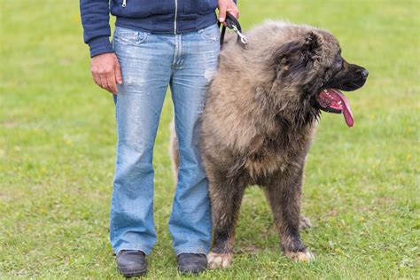 Biggest Dog Breeds In The World The Delite