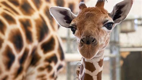 Baby Giraffe At Seattles Woodland Park Zoo Now Shoe Free