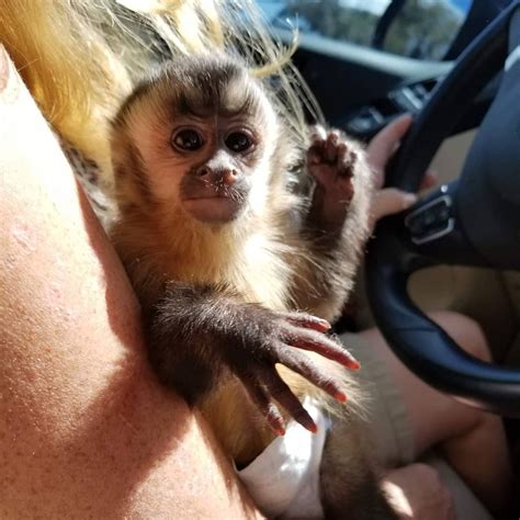 Make one special photo charms for your pets, 100% compatible with your pandora. Capuchins Monkey Animals For Sale | Los Angeles, CA #297022