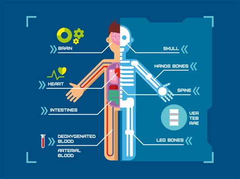 Human Body Anatomy Infographic Flat Illustration Kit8
