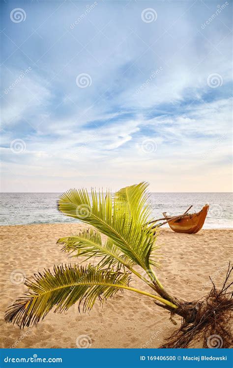 Palm Tree And A Fishing Boat On A Beach At Sunset Stock Photo Image
