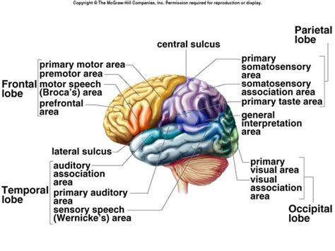 The intricate functions of the frontal lobe are ever difficult to fathom. frontal lobe function - Google Search | Frontal lobe ...