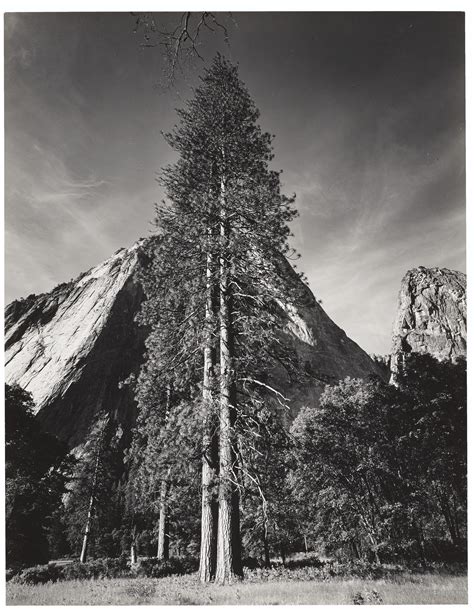 Ansel Adams 19021984 Trees And Cliffs Yosemite Valley California
