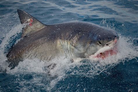 Deep Blue Shark Last Sighting Senturinacme