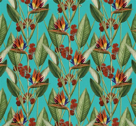 Birds of Paradise | Birds of paradise, Birds, Tropical birds