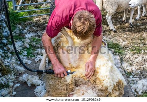 Sheep Shearing Process By Which Woollen Stock Photo Edit Now 1512908369