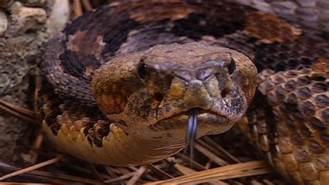 Snake Sightings Spark Snake Bite Worries