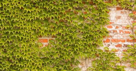 plant boston ivy for that ivy league look the habitat