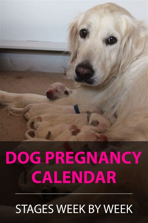 Dog Pregnancy Symptoms Week By Week Explained Artofit