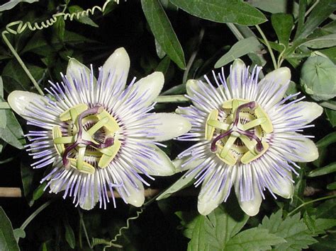 Passiflora Caerulea Brushwood Nursery Clematis Specialists