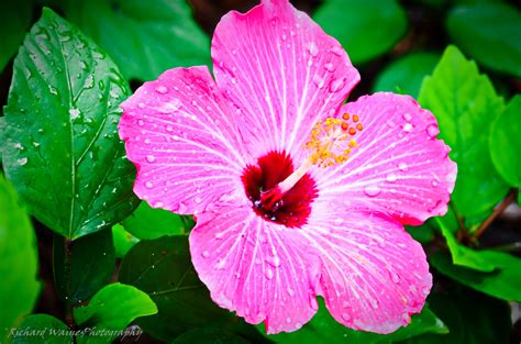 Tropical Flower Desktop Wallpaper Flowers Tropical Wallpaper Flower Hd