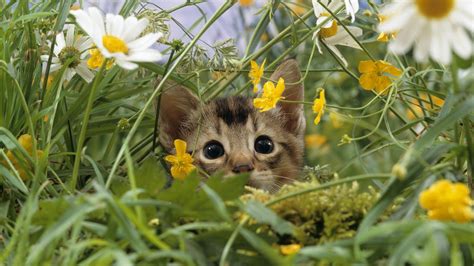 Spring Kittens Wallpapers Wallpaper Cave