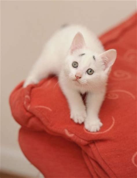 猫ネタこれは困ったかなり困り顔な白い猫ゲイリーGary Confused Kitten Gary 猫知る